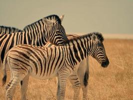 zebra är mycket skön djur- foto