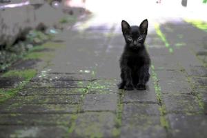 de svart katt sitter ensam på de tömma gata foto