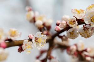 vår blommande gren av äpple träd. bakgrund vår. foto