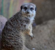 en meerkat står och utseende ett huvud på en vår dag foto