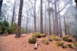 träd i skogen foto