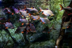 liten fisk djur- simning i de akvarium av de Zoo av zaragoza i Spanien på en mörk bakgrund foto