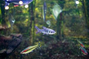 liten fisk djur- simning i de akvarium av de Zoo av zaragoza i Spanien på en mörk bakgrund foto