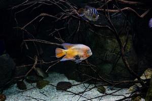 liten fisk djur- simning i de akvarium av de Zoo av zaragoza i Spanien på en mörk bakgrund foto