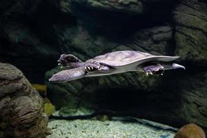 djur- reptil sköldpadda simning i en Zoo akvarium i närbild foto