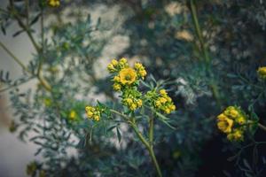 liten gul vår blomma på en bakgrund av en grön trädgård närbild foto