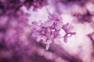 skön violett blomning jacaranda träd på en värma vår dag i Spanien foto