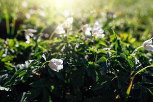 delikat vit anemoner bland grön löv på en värma vår dag i de skog foto