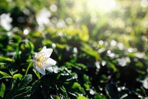 delikat vit anemoner bland grön löv på en värma vår dag i de skog foto