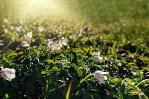 delikat vit anemoner bland grön löv på en värma vår dag i de skog foto