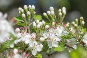 många blomma knoppar på de crataegus marshallii träd i vår. foto