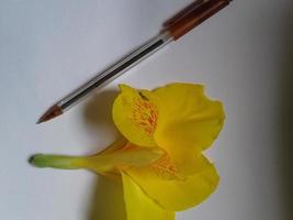 knippa av gul cala liljor isolerat på vit foto