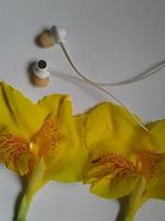 knippa av gul cala liljor isolerat på vit foto