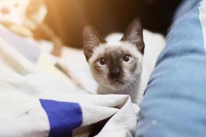 siamese katt Sammanträde och njut av på färgrik kuddar foto