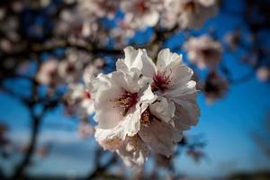 blomning frukt träd med vit blommor på en solig vår dag foto