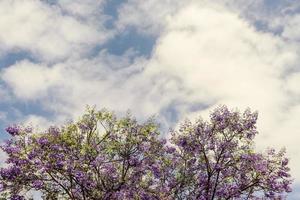 bakgrund med blommor foto