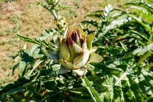 bakgrund med blommor foto