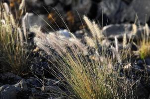 bakgrund med blommor foto