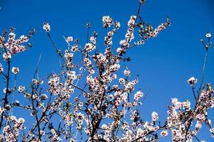 bakgrund med blommor foto