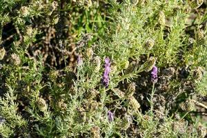 bakgrund med blommor foto