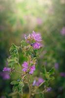 vild lila vild malva blomma på grön äng på vår dag i närbild foto