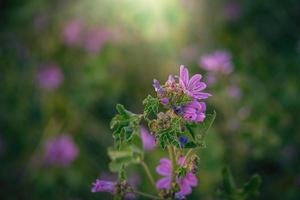 vild lila vild malva blomma på grön äng på vår dag i närbild foto