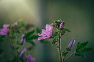 vild lila vild malva blomma på grön äng på vår dag i närbild foto