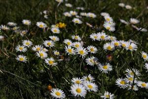 vit daisy på en grön äng på en värma vår dag närbild bakgrund foto