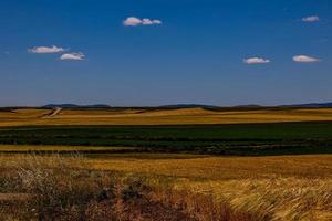 skön naturlig jordbruks bakgrund vete i de fält värma sommar innan skörda foto