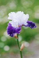 en skön blomma av lila och lila iris skäggig i sommar i de trädgård foto