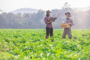 jordbrukare bärande en korg av potatisar ha forskare kolla upp kvalitet och analysera resultat på bärbar dator. färsk organisk potatisar i låda. modern agronom arbetssätt i potatis fält. foto