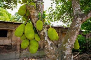 en stor skala av jackfrukter hängande på de träd. jackfrukter är de nationell frukt av bangladesh. den är en säsong- sommar tid frukt. foto