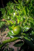 grön malta citrus, bar 1 ljuv malta frukt hängande på träd i bangladesh. foto