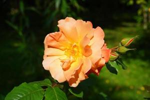 närbild av en orange ros med en suddig grön bakgrund