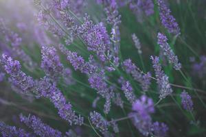 lila lavendel- blomma växande i en värma grön sommar trädgård i de strålar av de Sol foto