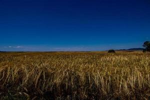 naturlig jordbruks bakgrund vete i de fält värma sommar innan skörda foto