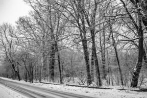 ledsen vinter- vit svart landskap med träd i de snö i januari foto