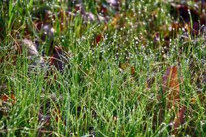 vår bakgrund med ung gräs blad i droppar av morgon- dagg i de värma Sol foto