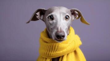 ai genererad söt grå hund ras whippet i en gul stickat scarf på en lila bakgrund porträtt generativ ai foto