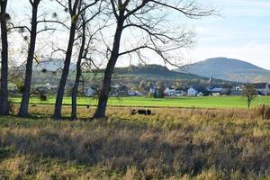 sumpland med buffel besättning foto