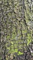 textur av träd bark med mossa, mossa bakgrund, bakgrund foto