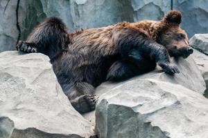 brun Björn stänga upp foto