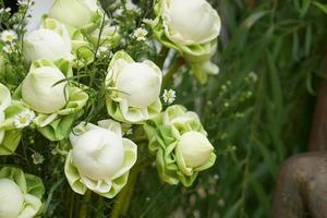 vit lotus blommor är Begagnade till dyrkan de herre buddha. foto