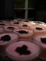 några utsökt och färsk jordgubb pudding, med massor av protein. perfekt för din vikt förlust program. foto