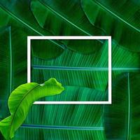 gröna löv mönster för natur koncept, tropiska blad texturerad bakgrund foto