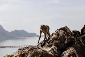 manlig vild apa på sten berg på prachuap khiri khan sydlig av thailand foto