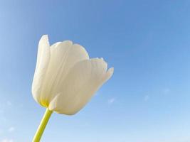 vit tulpan blomma mot blå himmel foto