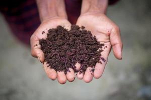 hand innehav kompost med rödmaskar. en jordbrukare som visar de maskar i hans händer på chuadanga, bangladesh. foto