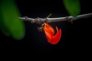 de skön röd-orange butea mono blomma kronblad närbild vyer. foto