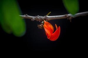 de skön röd-orange butea mono blomma kronblad närbild vyer. foto